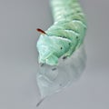 Tobacco hornworm Manduca sexta on moonflower leaf Royalty Free Stock Photo