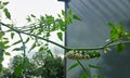 Tobacco hornworm, Manduca sexta, often confused with tomato hornworm, covered in parasitic wasp eggs Royalty Free Stock Photo