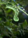 Tobacco Hornworm (Manduca Sexta) on a Tomato Plant Royalty Free Stock Photo