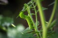 Tobacco Hornworm Munching on Young Tomato Plant Royalty Free Stock Photo