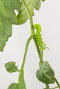 Tobacco hornworm with parasite wasp coccons