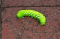 Tobacco Hornworm