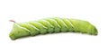 Tobacco Hornworm on a White Background