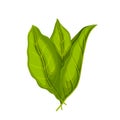 tobacco plant leaf cartoon vector illustration color sign