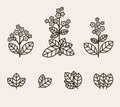 Tobacco leaf icons set. Collection icon tobacco. Vector Royalty Free Stock Photo