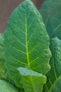 tobacco leaf in nature background