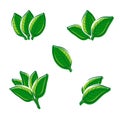 Tobacco leaf set. Vector Royalty Free Stock Photo