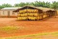 Tobacco leafs in Malawi