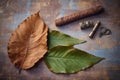 tobacco leaves and cigar cutter on vintage background