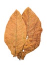 Tobacco leaves dry