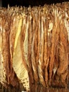 Tobacco leaves drying
