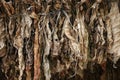 Tobacco Leaves Drying