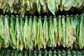Tobacco leaves drying in barn Royalty Free Stock Photo