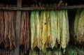 Tobacco leaves drying in barn : Closeup Royalty Free Stock Photo