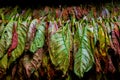 Tobacco leaves drying in a barn Royalty Free Stock Photo