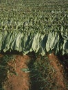 Tobacco leaves drying at Cuba Royalty Free Stock Photo