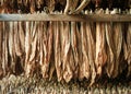 Tobacco leaves drying in the shed : Closeup Royalty Free Stock Photo