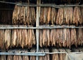 Tobacco leaves drying in the shed Royalty Free Stock Photo