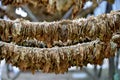 tobacco leaves drying at the shed in macedonia Royalty Free Stock Photo