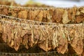 tobacco leaves drying at the shed in macedonia Royalty Free Stock Photo