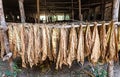 Tobacco leaves drying in the shed. Royalty Free Stock Photo