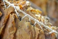 Tobacco leaves drying in the shed. Royalty Free Stock Photo