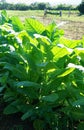 Tobacco leaves field Royalty Free Stock Photo