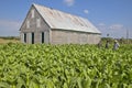 Tobacco leaves growing in sun near tobacco barn in central Cuba