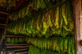 Tobacco leaves hanging in drying shed Royalty Free Stock Photo