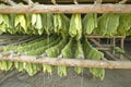 Tobacco leaves hanging out to dry in tobacco barn in central Cuba Royalty Free Stock Photo