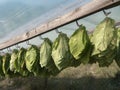 Tobacco Leaves Hanging To Dry Royalty Free Stock Photo