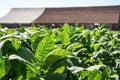 Tobacco leaves harvest