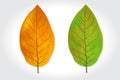 Tobacco leaves illustration