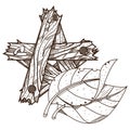 Tobacco leaves and star made of pieces of wood. Outline drawing for coloring