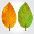 Tobacco leaves vector illustration