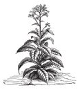 Tobacco Nicotiana tabacum, vintage engraving Royalty Free Stock Photo