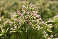 Tobacco pink flower