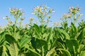 Tobacco plant Royalty Free Stock Photo