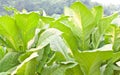 Tobacco plant