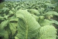 Tobacco plant Royalty Free Stock Photo