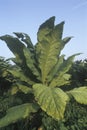 Tobacco plant Royalty Free Stock Photo