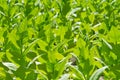 Tobacco plant Royalty Free Stock Photo