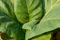 Tobacco Plant Royalty Free Stock Photo