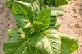 Tobacco Plant Royalty Free Stock Photo