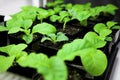 Tobacco plant Royalty Free Stock Photo