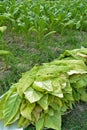 Tobacco plant in farm of thailand Royalty Free Stock Photo
