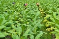 Tobacco plant in farm of thailand