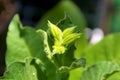 Tobacco plant flower buds Royalty Free Stock Photo