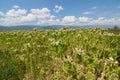 Tobacco plant with flower field. Blossoming tobacco