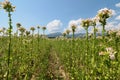 Tobacco plant with flower field. Blossoming tobacco